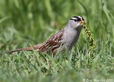 Bruant  couronne blanche / White crowned Sparrow