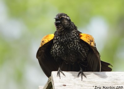 Carouge  paulette mle immature / Red-winged blackbird