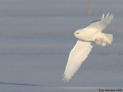 Harfang des Neiges  Mle / Snowy Owl