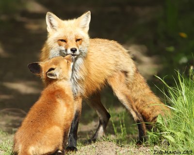 Renard roux / Red fox