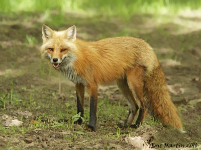 Renard roux / Red fox