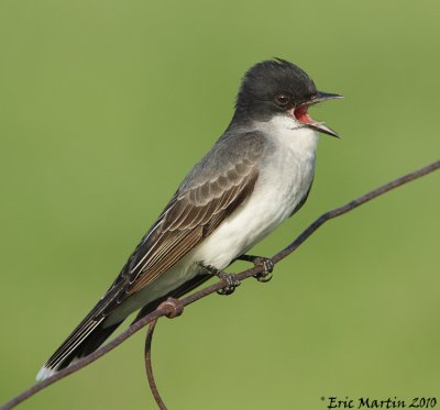 Tyran Tritri / Eastern Kingbird