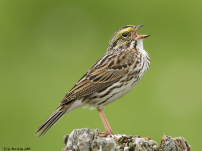Bruant des prs / Savannah sparrow
