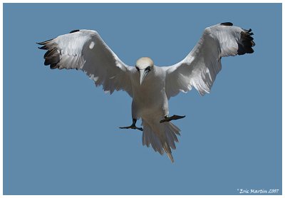 Fou de Bassan / Northern Gannet