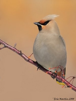 Jaseur Boral / Bohemian Waxwing 9816.jpg