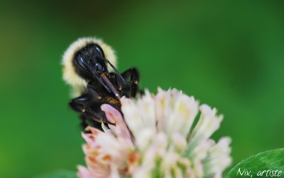 Macro