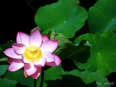 LotusFleur