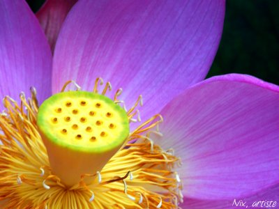 Lotus