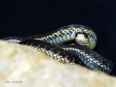 Serpent Enroule.jpg