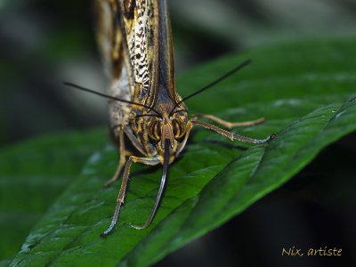 Papillon Curieux