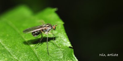 Macro