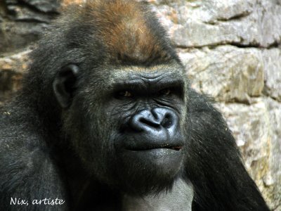 LeRegarddu Gorille.jpg