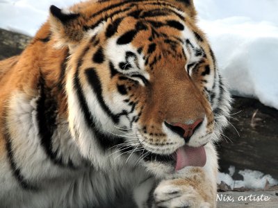 Le Bain du Tigre.jpg