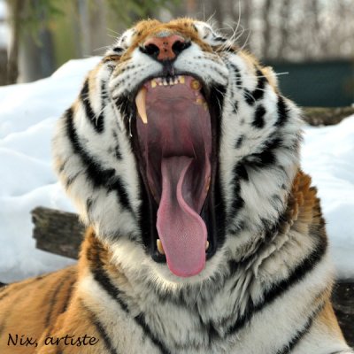 Le Sommeil du Tigre.jpg
