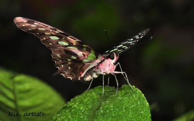 Papillon Feuille