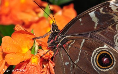 Papillons Fleurs Orange