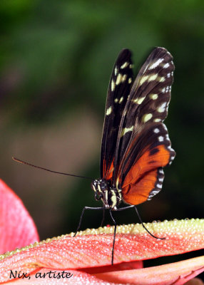 Papillon Fleur Rose