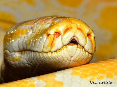 Serpent Sans Yeux.jpg