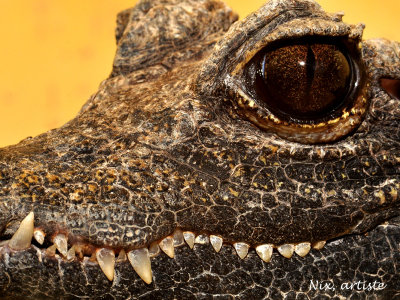 Alligator Regard Dents.jpg