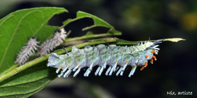 Papillons Chenilles