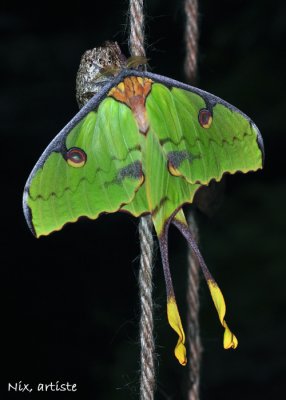 Papillon Vert