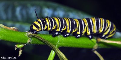 Mariposa Orugas
