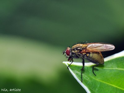 Macro