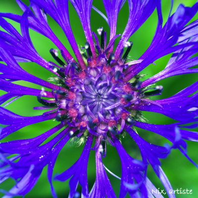 Fiesta de fleurs