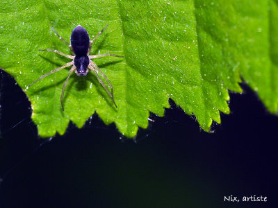 Macro