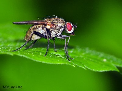 Macro