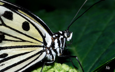 Papillon 5