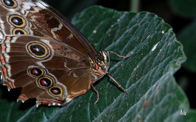 Papillon 6