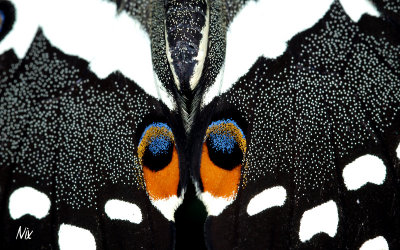 Papillon 16