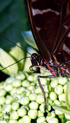 Papillon 19