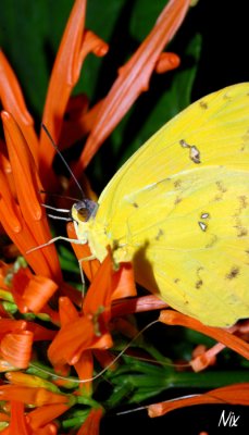 Papillon 20