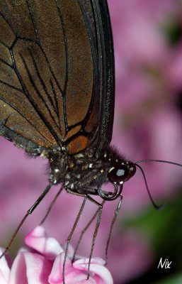 Papillon 21