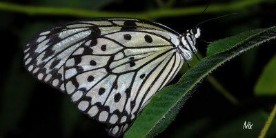 Papillon 27