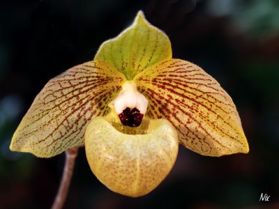 Orchides6