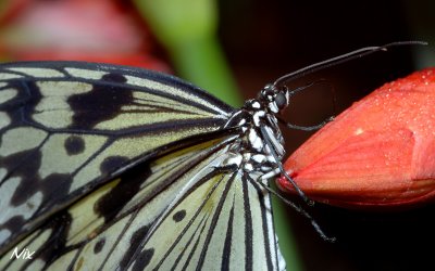 Papillon 130408h
