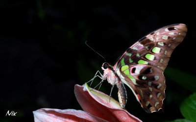 Papillon 130408j