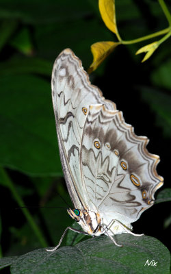 Papillon 200408a