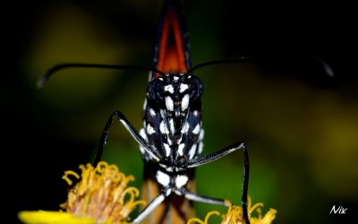 Papillon 200408i