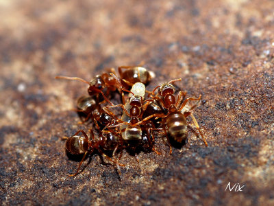 Macro