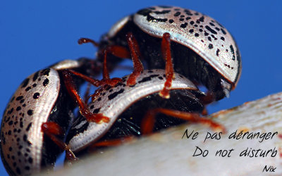 Macro