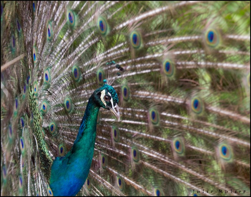 Peacock at the Pisaqui Hacienda