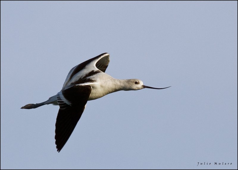 American Avocet in flight