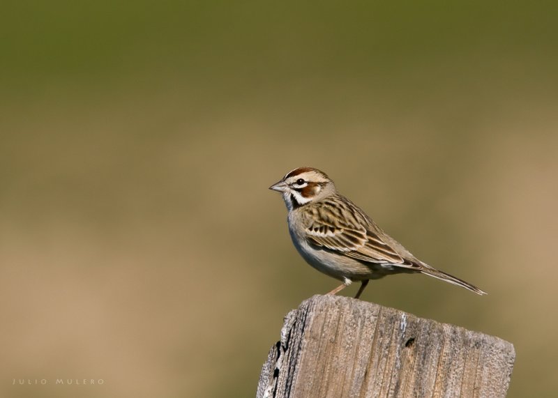 Lark Sparrow