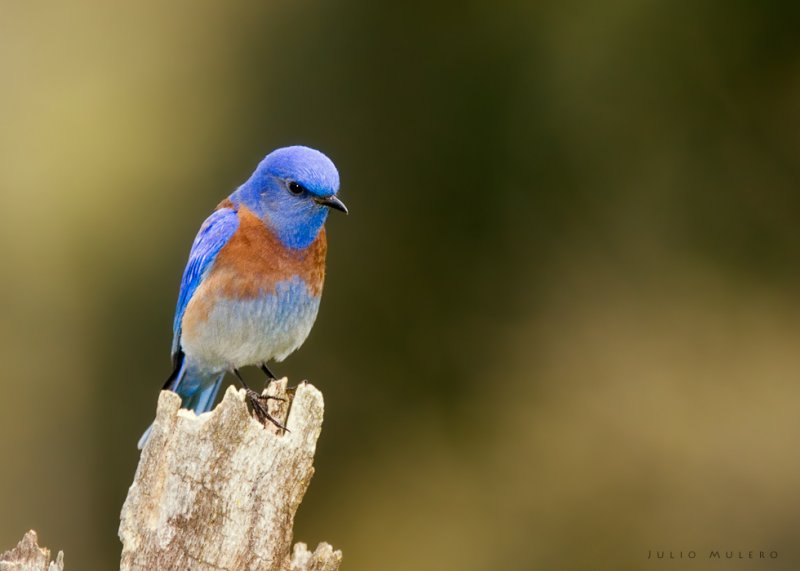 Western Bluebird