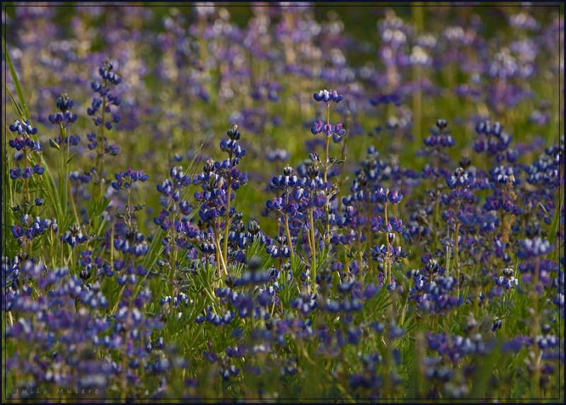 Lupins