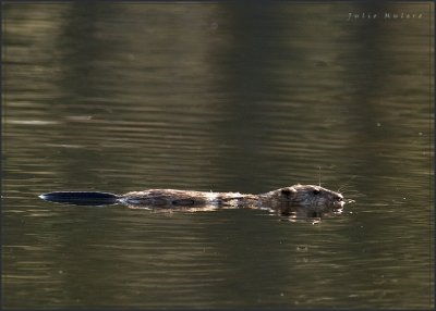 Beaver in Reflection Lake